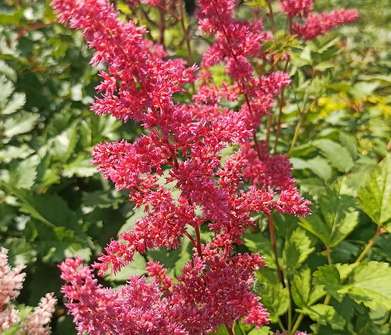 Astilbe arendsii Rotlicht