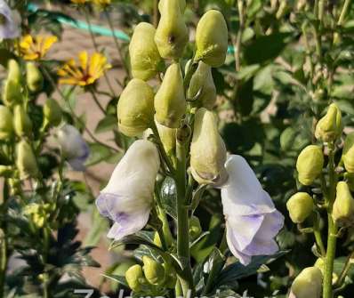 Aconitum carmichaelii Cloudy