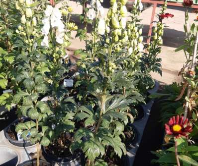 Aconitum carmichaelii Cloudy