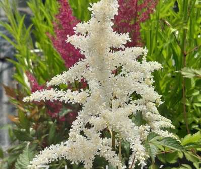 Astilbe japonica Deutschland