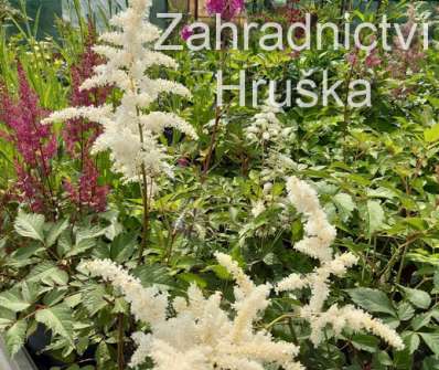 Astilbe japonica Deutschland