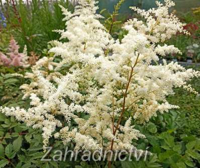 Astilbe japonica Deutschland