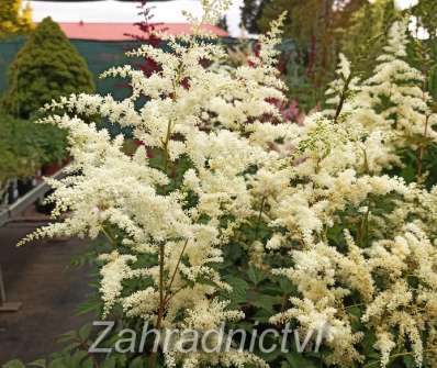 Astilbe japonica Deutschland