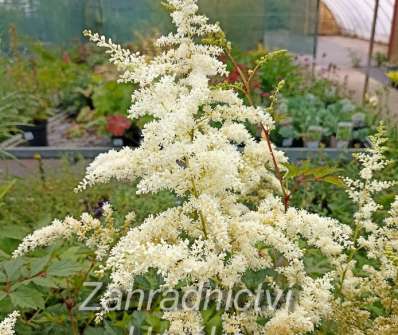 Astilbe japonica Deutschland