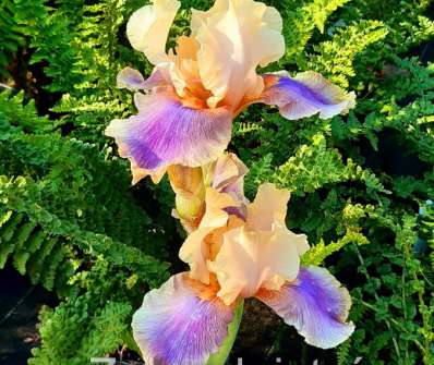 Iris barbata - elatior Distact Chime