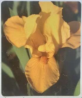 Iris barbata - nana Orange Caper