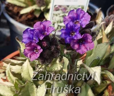 Pulmonaria longifolia Diana Clare