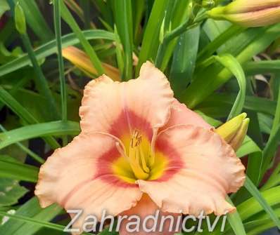 Hemerocallis Elegant Candy