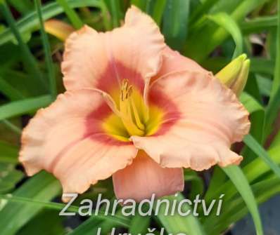 Hemerocallis Elegant Candy