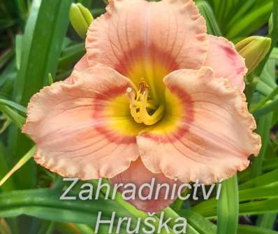 Hemerocallis Elegant Candy