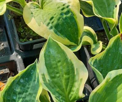 bohyška - Hosta 'Brim Cup'