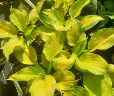 bohyška - Hosta sieboldii 'Lakeside Banana Bay'