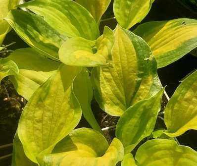 bohyška - Hosta sieboldii 'Lakeside Banana Bay'
