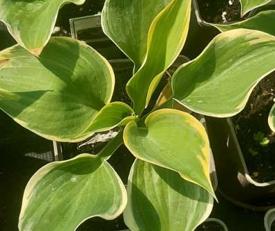 bohyška - Hosta 'Liberty'