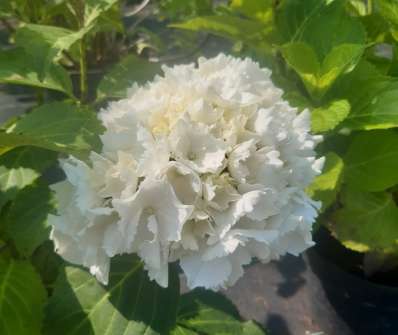 hortenzie - Hydrangea macrophylla 'Schneeball'