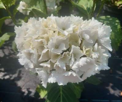 hortenzie - Hydrangea macrophylla 'Schneeball'