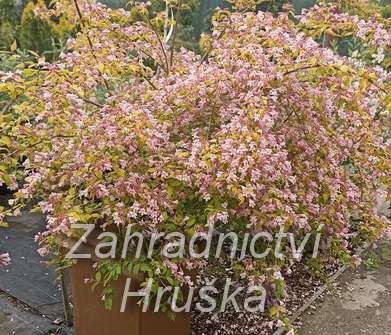 kolkvície - Kolkwitzia amabilis 'Maradco'