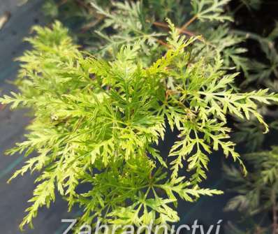 javor - Acer palmatum 'Emerald Lace'