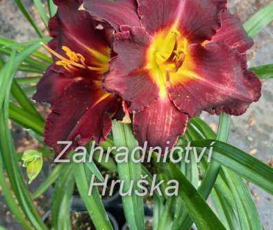 Hemerocallis Longfields´s Black Magic