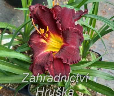 Hemerocallis Longfields´s Black Magic