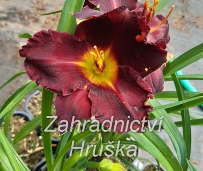 Hemerocallis Longfields´s Black Magic