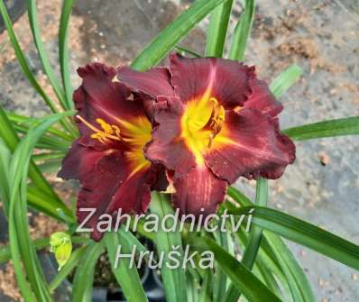 Hemerocallis Longfields´s Black Magic