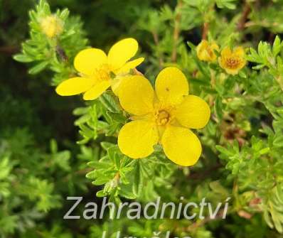 mochna - Potentilla fruticosa 'Bella Lindsey'