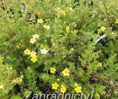 mochna - Potentilla fruticosa 'Bella Lindsey'