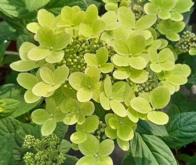 hortenzie - Hydrangea paniculata 'Pastelgreen'