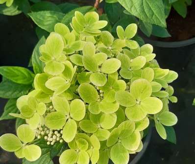 hortenzie - Hydrangea paniculata 'Pastelgreen'