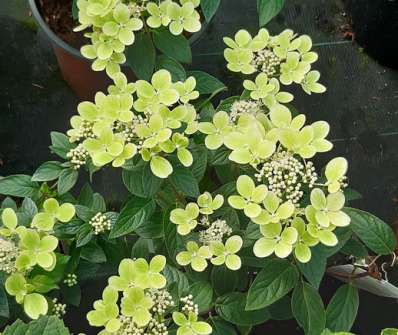 hortenzie - Hydrangea paniculata 'Pastelgreen'