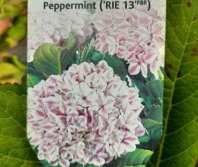 hortenzie - Hydrangea macrophylla 'Peppermint'