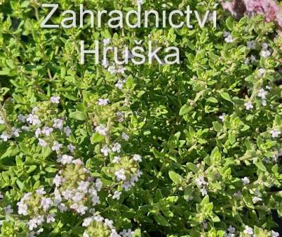 Mateřídouška, tymián - různé druhy