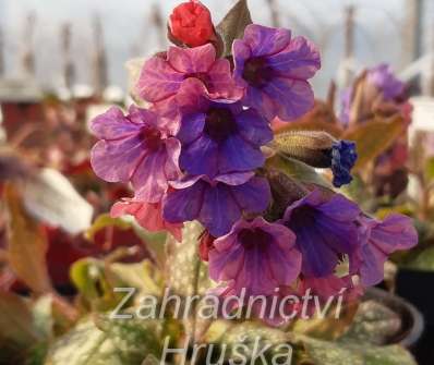 Pulmonaria Pink Haze