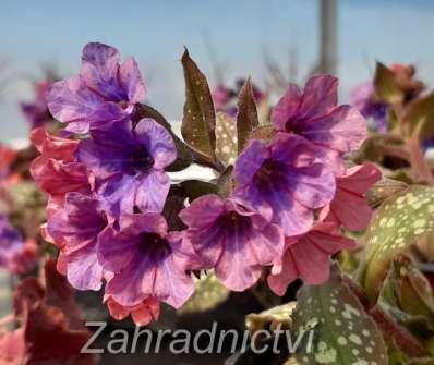 Pulmonaria Pink Haze