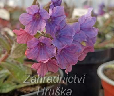 Pulmonaria Pink Haze