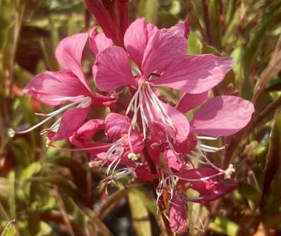 Gaura lindheimeri