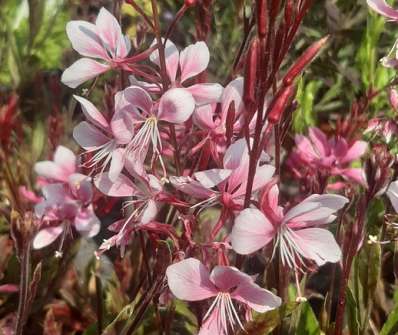 Gaura lindheimeri