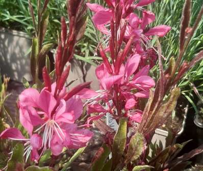 Gaura lindheimeri