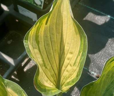 bohyška - Hosta fortunei 'Albopicta'