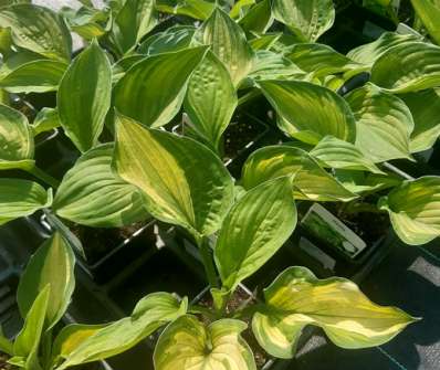 bohyška - Hosta fortunei 'Albopicta'