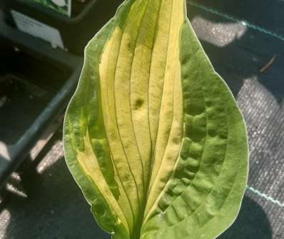 bohyška - Hosta fortunei 'Albopicta'