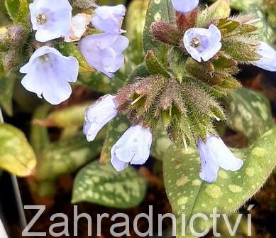Pulmonaria saccharata Opál
