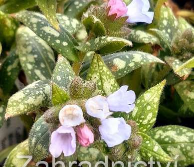 Pulmonaria saccharata Opál