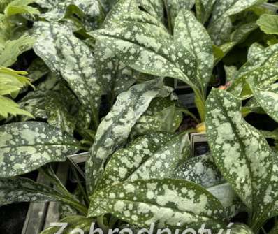 Pulmonaria saccharata Opál