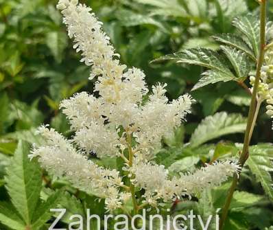 Astilbe japonica Wasinghton