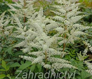 Astilbe japonica Wasinghton