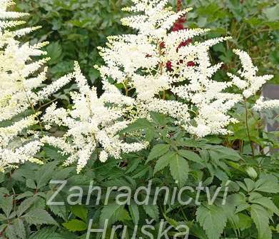 Astilbe japonica Wasinghton
