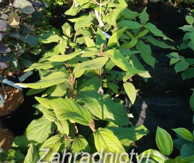 kalina - Viburnum rhytidophylum 'Little Snowball'