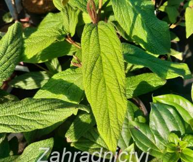kalina - Viburnum rhytidophylum 'Little Snowball'